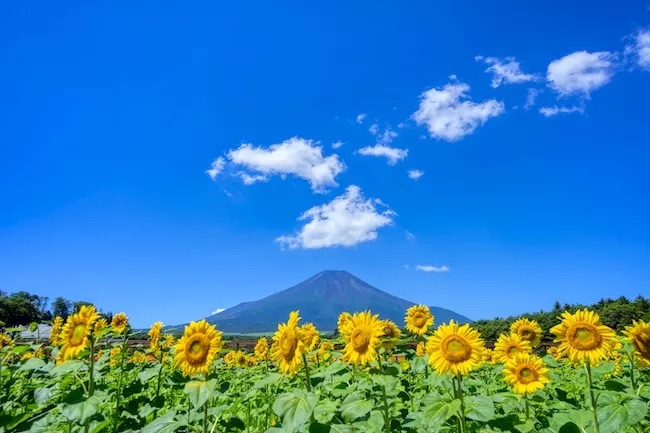 ☀️Surviving Japan’s Summer Heat: Must-Have Items to Stay Cool &&nbsp;Comfortable